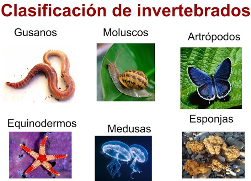 animalesInvertebrados2