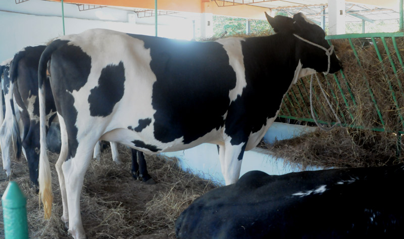feria agropecuaria 3