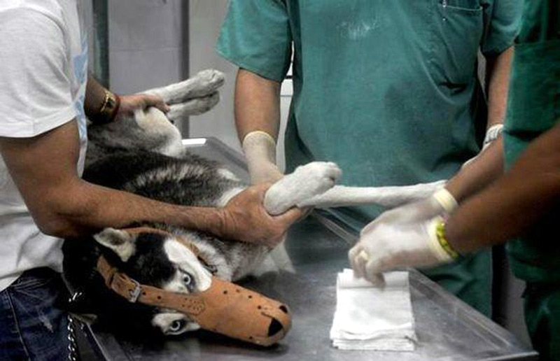 veterinaria 1