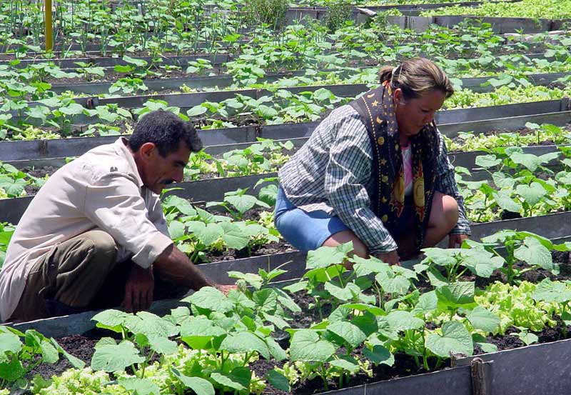 agricultura urbana