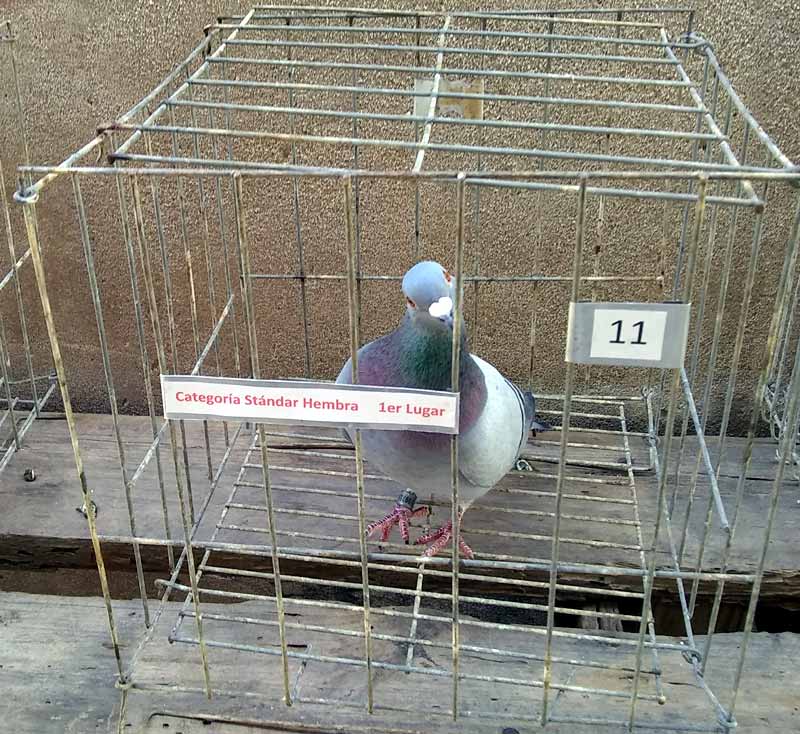 palomas expo hg 2