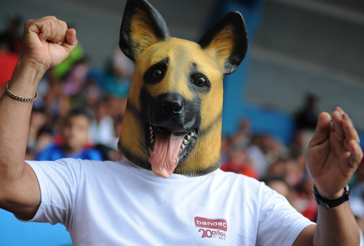 cachorros 5