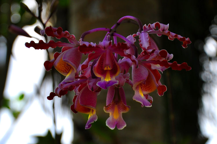 Jardín Botánico de Holguín. Foto: Carlos Rafael
