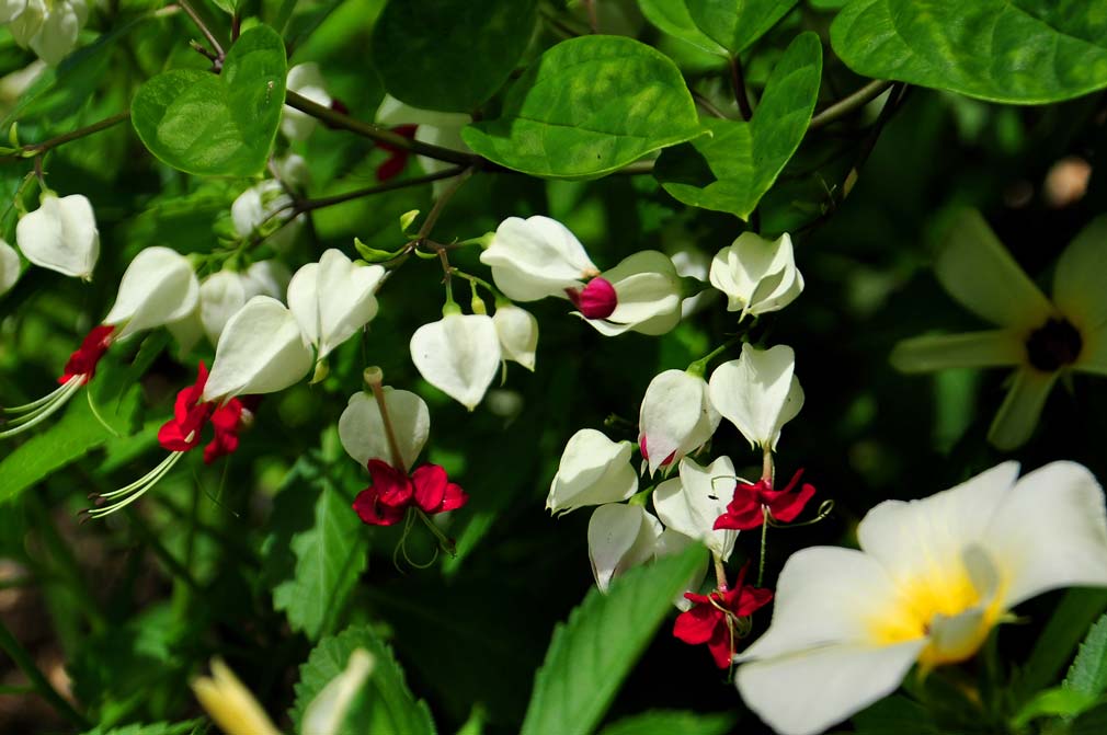 Jardín Botánico de Holguín. Foto: Carlos Rafael