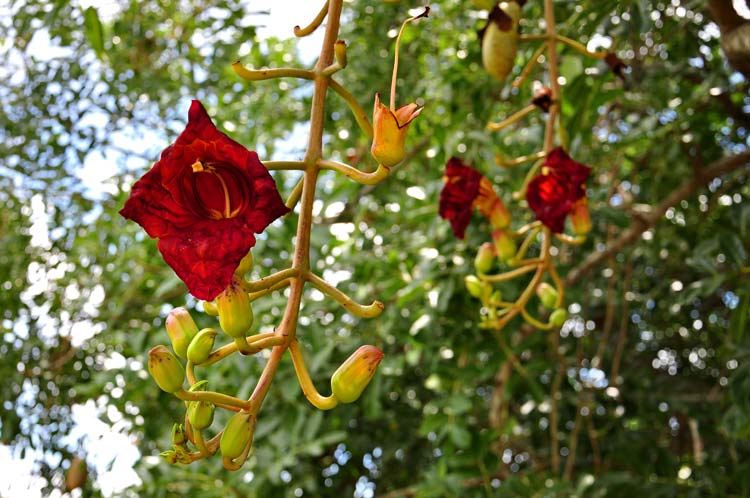 Jardín Botánico de Holguín. Foto: Carlos Rafael
