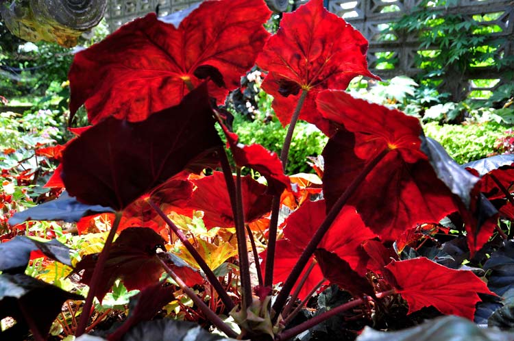 Jardín Botánico de Holguín. Foto: Carlos Rafael