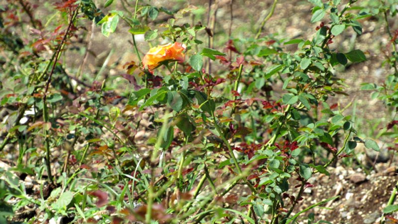 flores 4