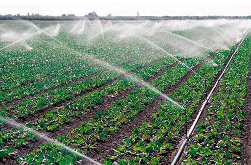 El sector agropecuario en la provincia acomete varias inversiones contribuyendo a reducir importaciones . Foto: ACN agricultura regadios