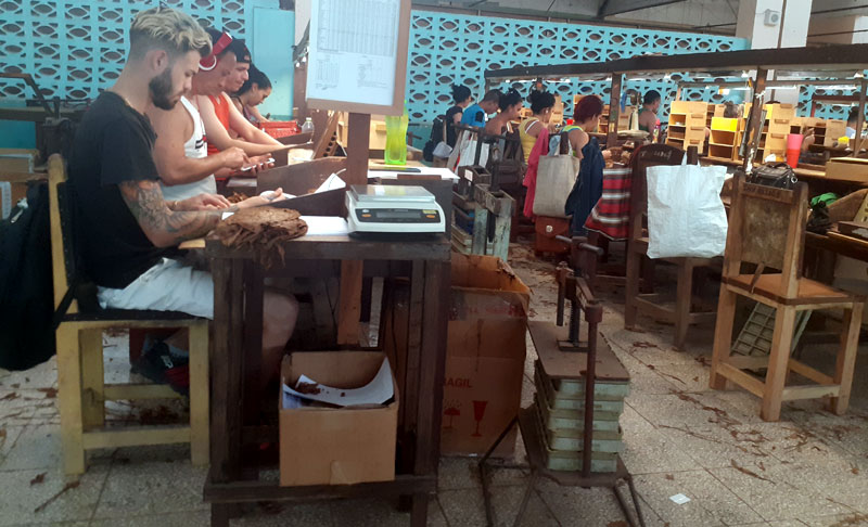 La Empresa de Tabaco Torcido de Holguín se destaca por el esmerado cuidado con el que elaboran tabaco de exquisita calidad. Fotos de la autora tabaco torcido 1