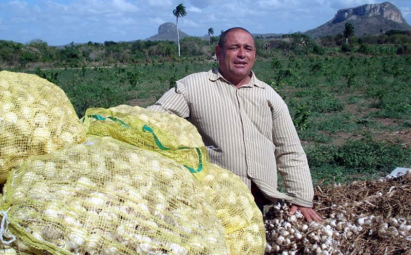 agricultura ernesto gibara 