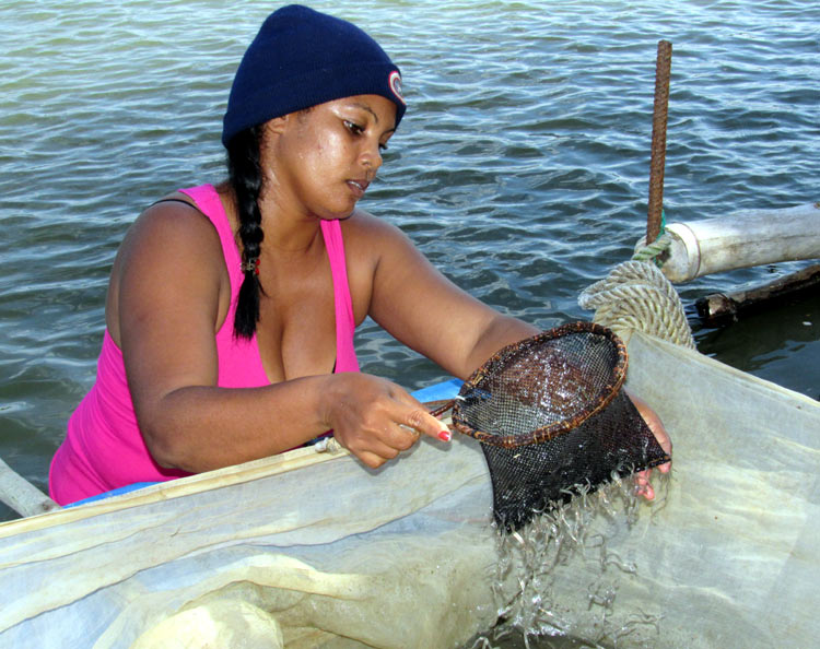 angula 8