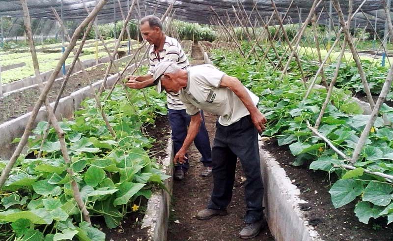 La agricultura urbana, suburbana y familiar en la provincia de Holguín, fue evaluada de bien, durante el recorrido número 85, que desarrolló el Grupo Permanente Nacional. banes organoponico 1