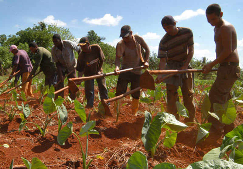 Jóvenes agricultura