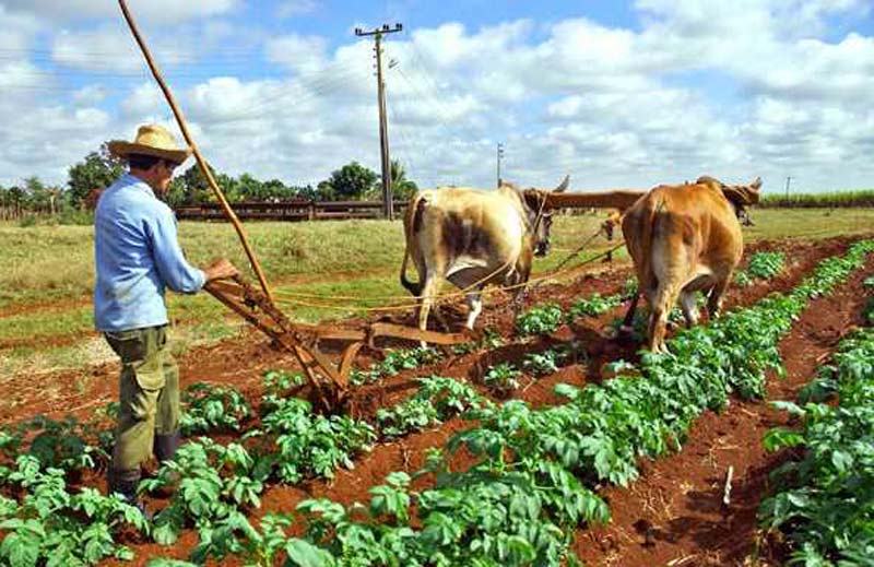 El Estado dedica al año, unos 2 000 millones de dólares por concepto de importación de alimentos. Foto: Aldia.cu campesinos2