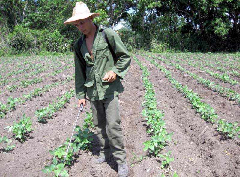 Expertos en Sanidad Vegetal de Holguín sugieren modificar los tradicionales períodos de siembra de frijol. Foto: Elder Leyva frijoles veloz