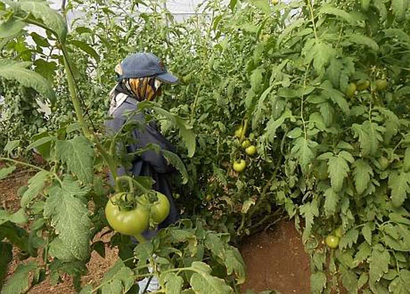 Para la siembra del tomate Sanidad Vegetal recomienda poner interés en el empleo de nuevas variedades y el manejo de semillas en cuanto a certificación y tratamiento acompañante. Foto: Radio juvenil tomate