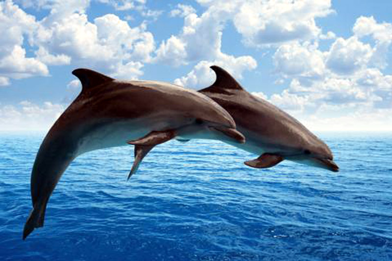 delfines