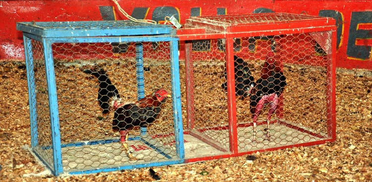 gallos de lidia 4