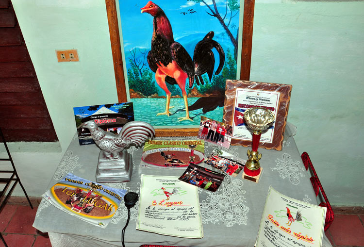 gallos de lidia 6
