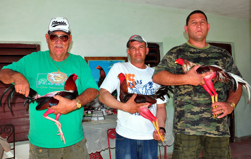 gallos de lidia 7