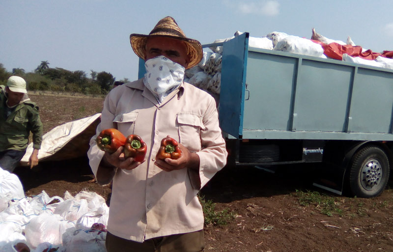 Arnaldo Marrero Cobas,cedió voluntariamente al hospital militar Fermín Valdés Domínguez un cargamento consistente en tomates, ajíes pimiento, frijoles y yuca. productor ccs san rafael 2
