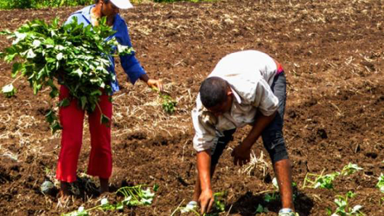 siembra viandas amancio