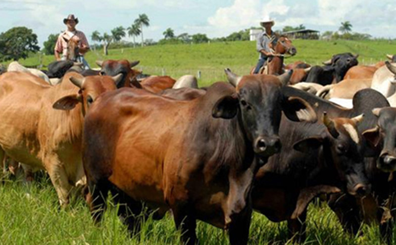 ganaderia Hg Foto R juvenil