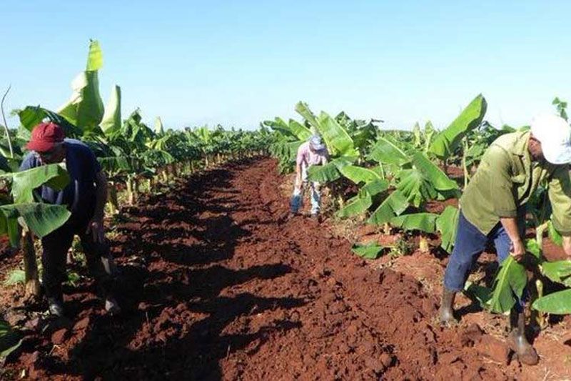 Los mayores problemas se centran en la comercialización de los productos del agro. Foto: Luis Ernesto Ruiz cuba agricultura