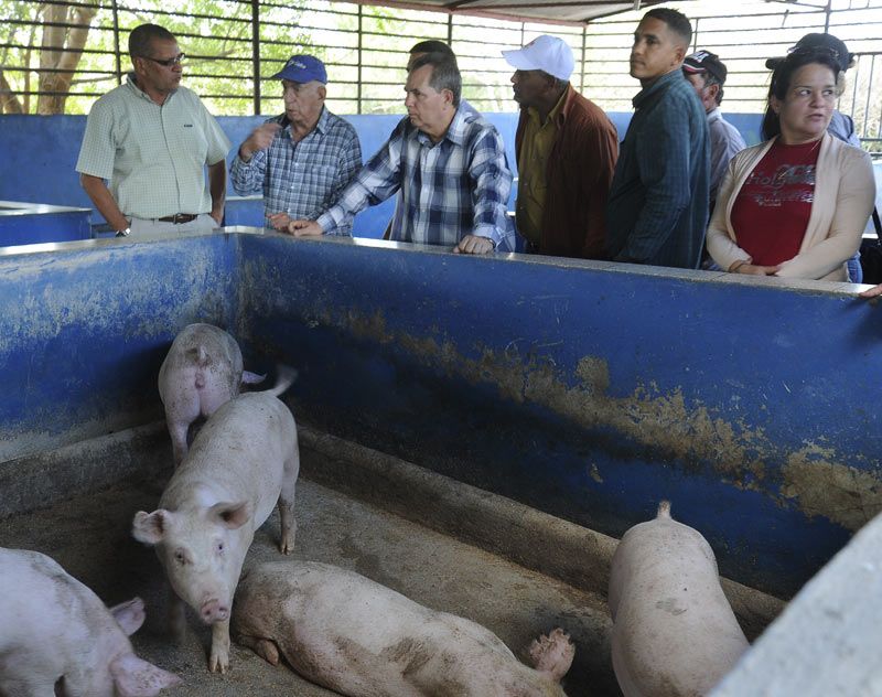 machado visita cerdos