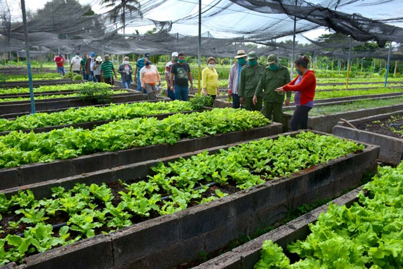 Ernesto Santiesteban Velázquez, presidente del Consejo de Defensa Provincial (CDP) de Holguín, se interesó por la fuerza de trabajo necesaria para recuperar las plantaciones agricultura urbana 4