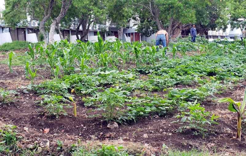 Los jardineros son los líderes de hacer producir estas tierras. siembra turismo 624