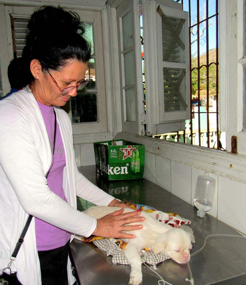 Clinica veterinaria Hg Alexis 08