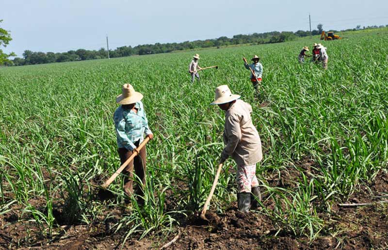 Las lluvias del mayo en Holguín han permitido que el programa de siembra de caña muestre una ligera recuperación. Foto: La Demajagua siembra caña holguin