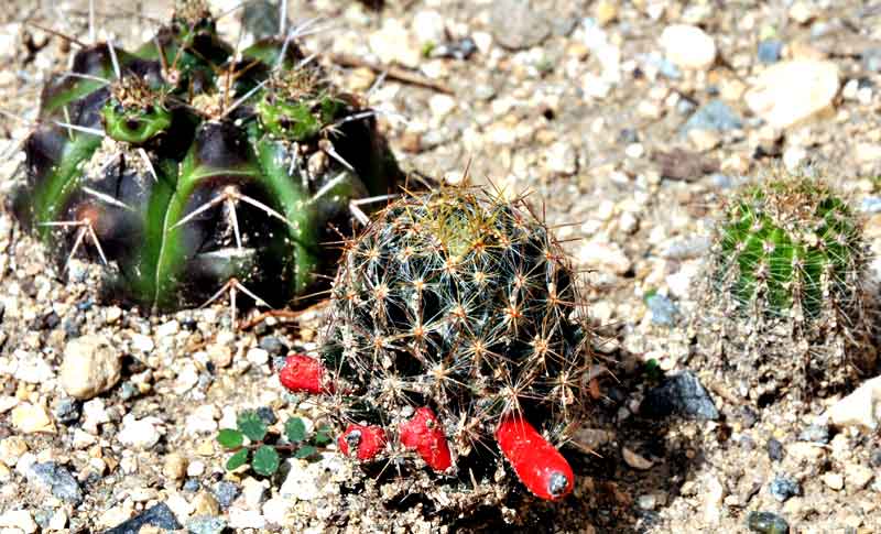 Cactus fotorrep ELA 02