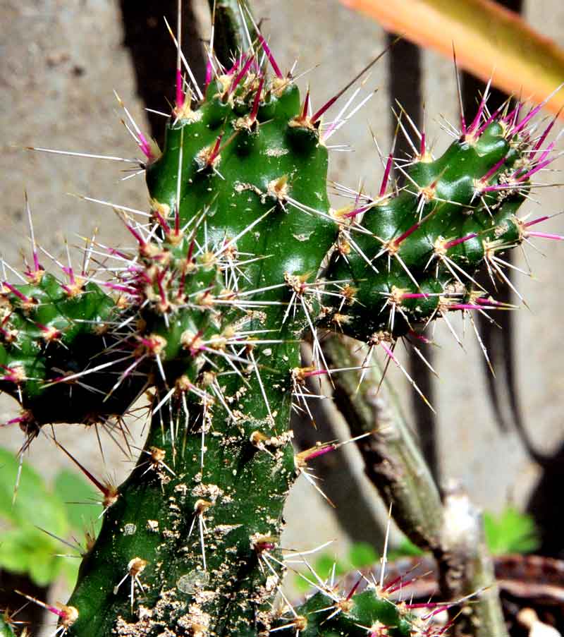 Cactus fotorrep ELA 03