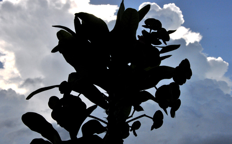 Cactus fotorrep ELA 04