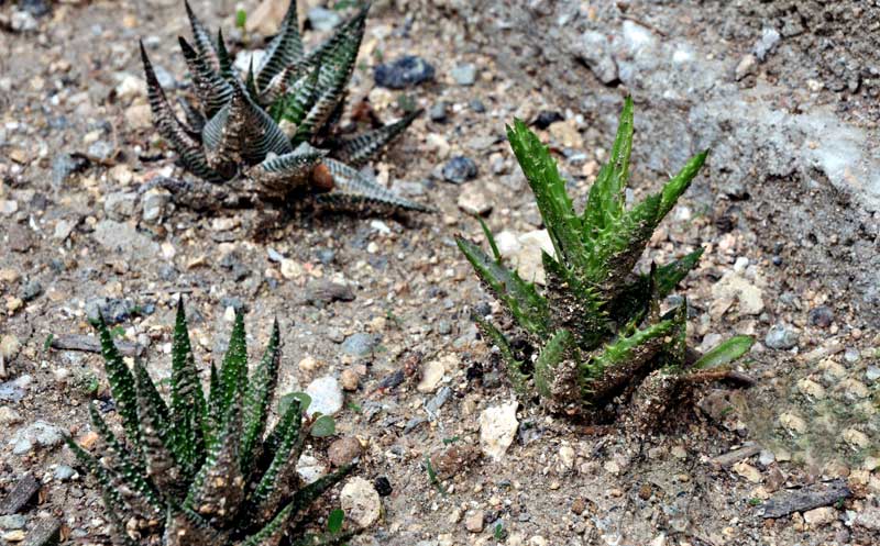 Cactus fotorrep ELA 05