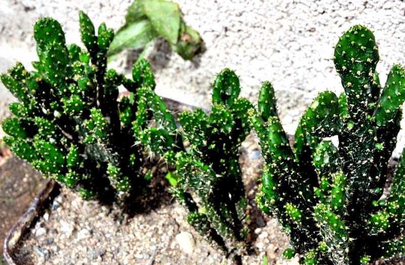 Cactus fotorrep ELA 06