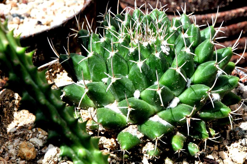 Cactus fotorrep ELA 08