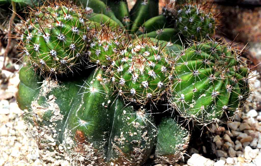 Cactus fotorrep ELA 10