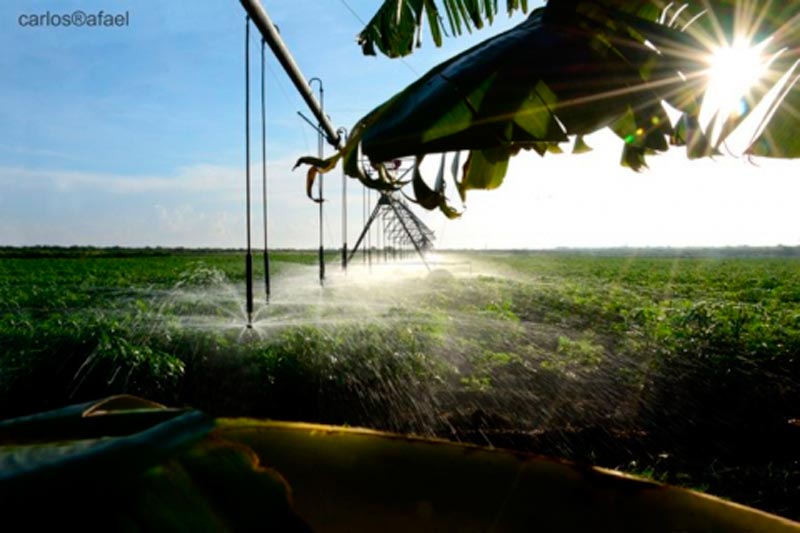 agricultura ciencia Hg CRD