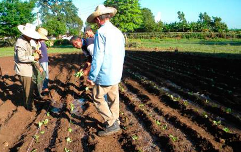 agricultura ciencia Hg R juvenil