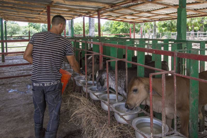 ganaderia calixto garcia