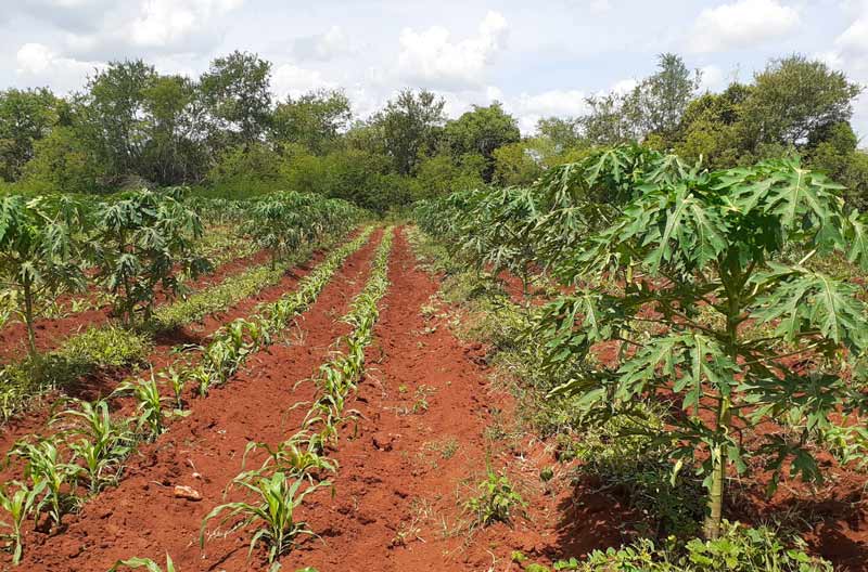 En la Finca La Guacaica, perteneciente a la UEB Agroforestal del municipio de Urbano Noris, se siembran áreas con intercalamiento de cultivos (Fruta bomba y maíz). Fotos: Citma Sequia U Noris 2
