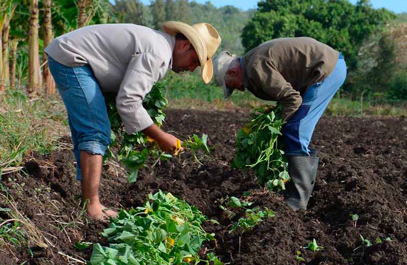 agricultura medidas 1