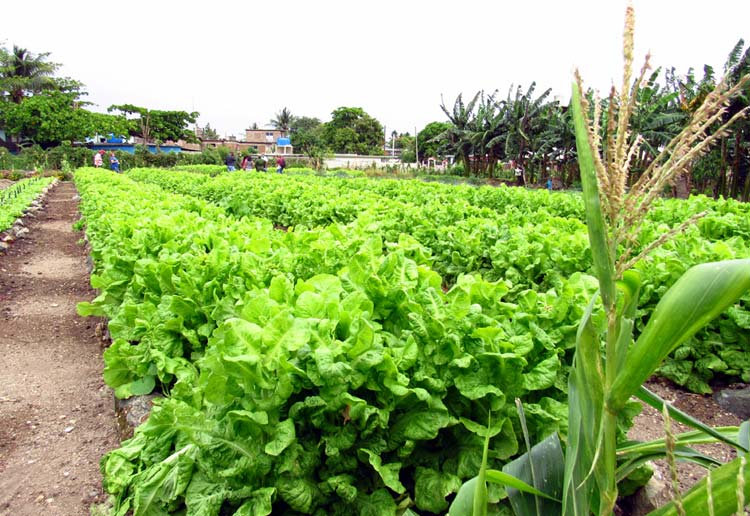 agricultura medidas 2
