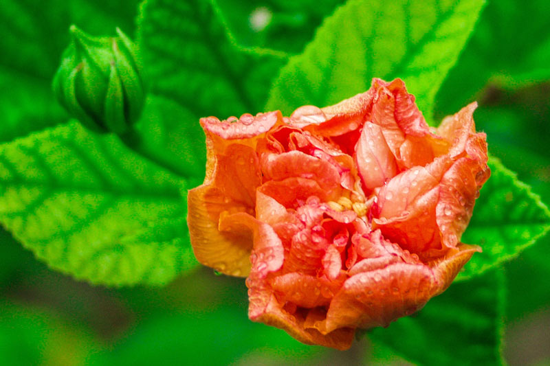 hcs flores primavera 05