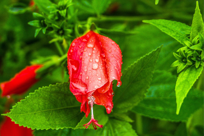 hcs flores primavera 08