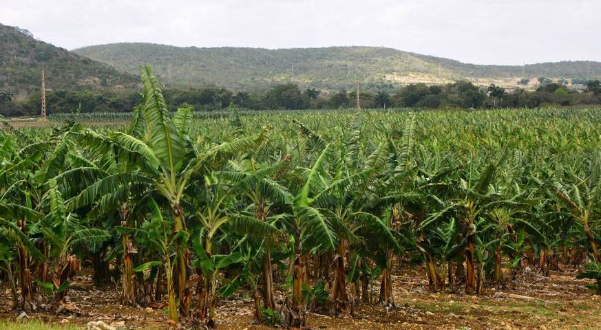 plantaciones platanos