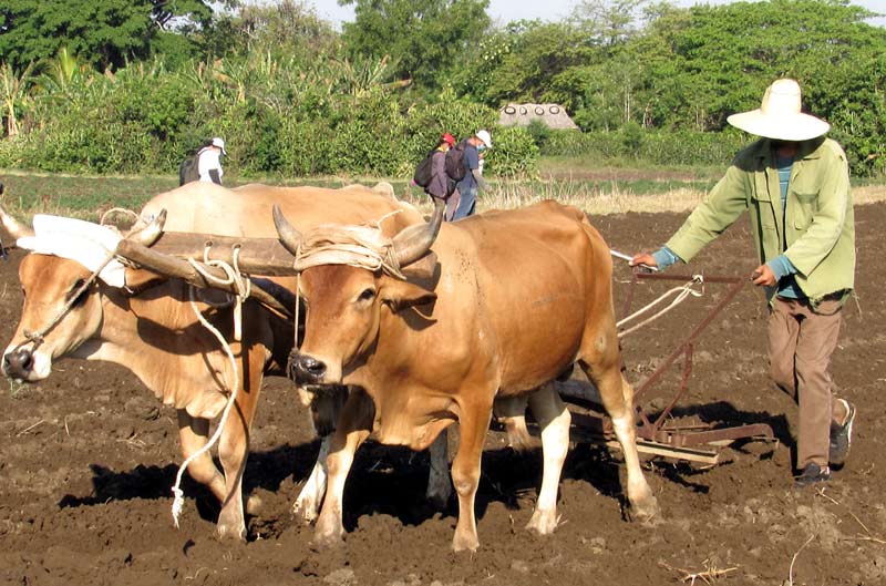 trabajo voluntario CTC congreso 3